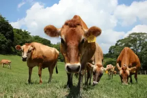 Flying Cow Ranch Tickets
