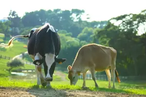 Flying Cow Ranch Tickets