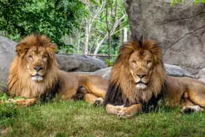 Franklin Park Zoo Tickets