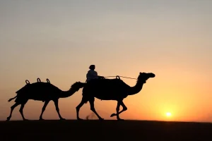 Dubai Desert Camel Safari