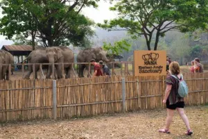 Elephant Jungle Sanctuary Pattaya Tours