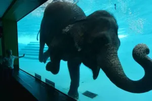 Khao Kheow Open Zoo Tickets