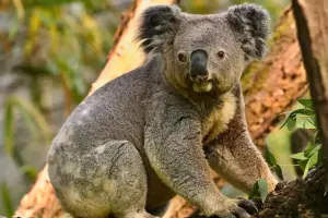 Koala Conservation Reserve Tickets