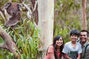 Koala Conservation Reserve Tickets