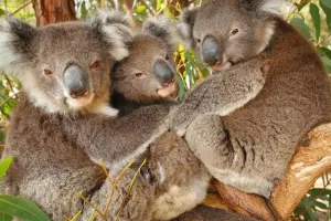 Maru Koala and Animal Park Tickets