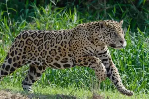Koki Zoo Tickets