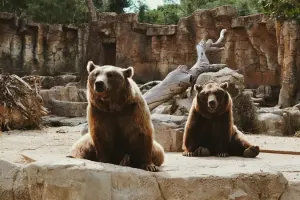 Koki Zoo Tickets