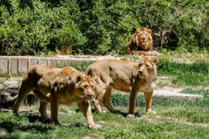Zoo Aquarium de Madrid Tickets