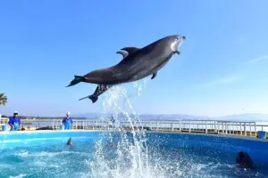 Marine World Uminonakamichi Tickets