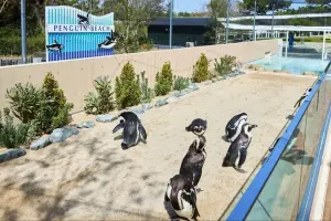 Marine World Uminonakamichi Tickets