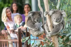 Melbourne Zoo Tickets