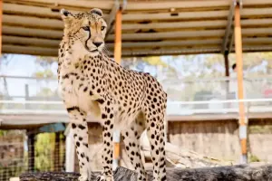 Monarto Safari Park Tickets