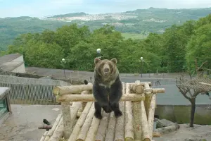 Noboribetsu Bear Park Tickets