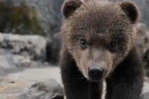 Noboribetsu Bear Park Tickets