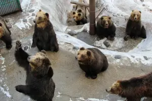 Noboribetsu Bear Park Tickets
