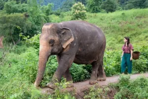 Elephant Jungle Sanctuary Pattaya Tours