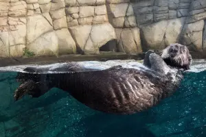 Oceanopolis Tickets