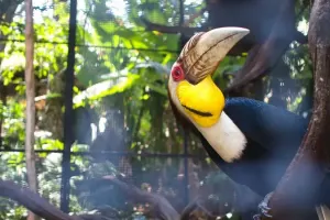 Phuket Bird Park Tickets
