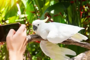 Phuket Bird Park Tickets