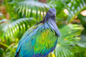 Phuket Bird Park Tickets