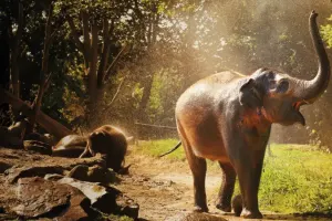 Rotterdam Zoo Tickets