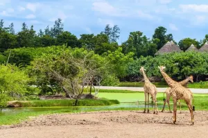 Safari World Bangkok Tickets