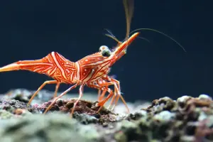 SEA LIFE Grapevine Aquarium Tickets