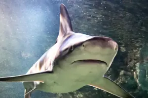 SEA LIFE Grapevine Aquarium Tickets