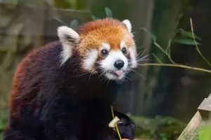 Taipei Zoo Tickets