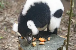 Taipei Zoo Tickets