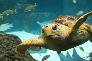 The Florida Aquarium Tickets