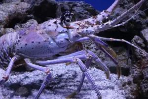 The Florida Aquarium Tickets
