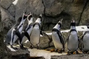 Wilder Institute Calgary Zoo Tickets