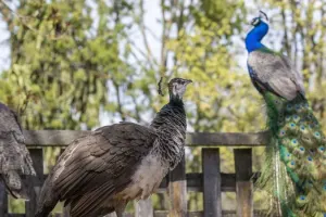 Willowbank Wildlife Reserve Tickets