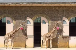 ZSL London Zoo Tickets