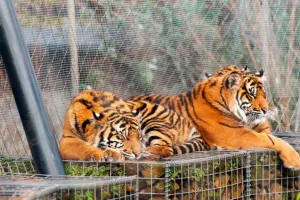 ZSL London Zoo Tickets