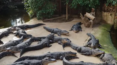 Alligator Bay Tickets