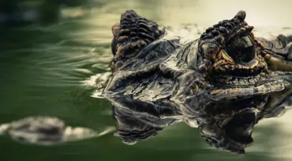 Alligator Bay Tickets