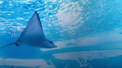 Cebu Ocean Park Tickets - Cebu