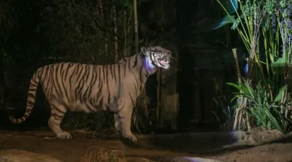 Chiang Mai Night Safari Tickets