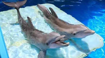 Clearwater Marine Aquarium Tickets - Tampa