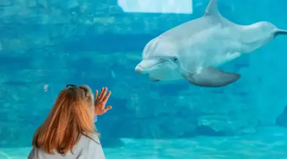 Clearwater Marine Aquarium Tickets