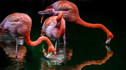 Flamingo Gardens Tickets