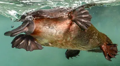 Healesville Sanctuary Tickets - Melbourne