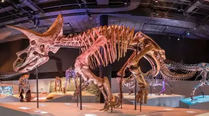 Houston Museum of Natural Science Tickets