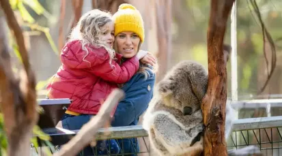 Koala Conservation Reserve Tickets