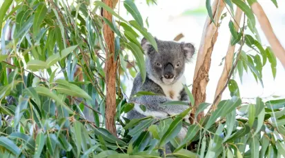 Lone Pine Koala Sanctuary Tickets