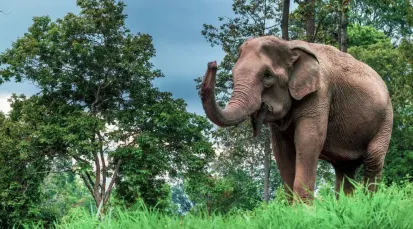 Maesa Elephant Camp Tickets