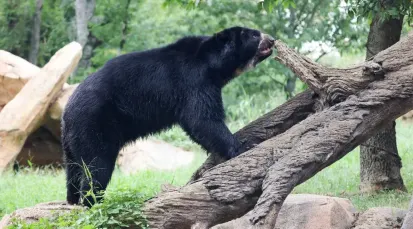Nashville Zoo at Grassmere Tickets