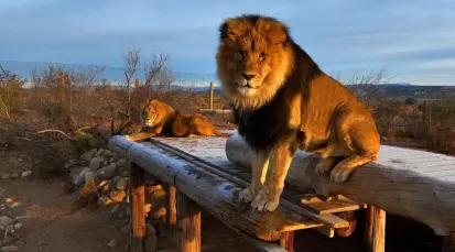 Out of Africa Wildlife Park Tickets
